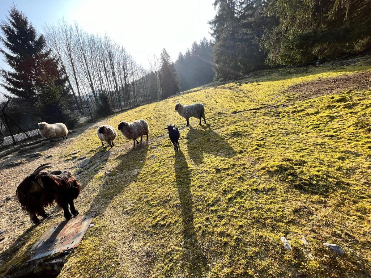 Ferme Des Jonquilles 15P - Billard, Ps4, Salle De Sport Villa Gérardmer Exteriör bild