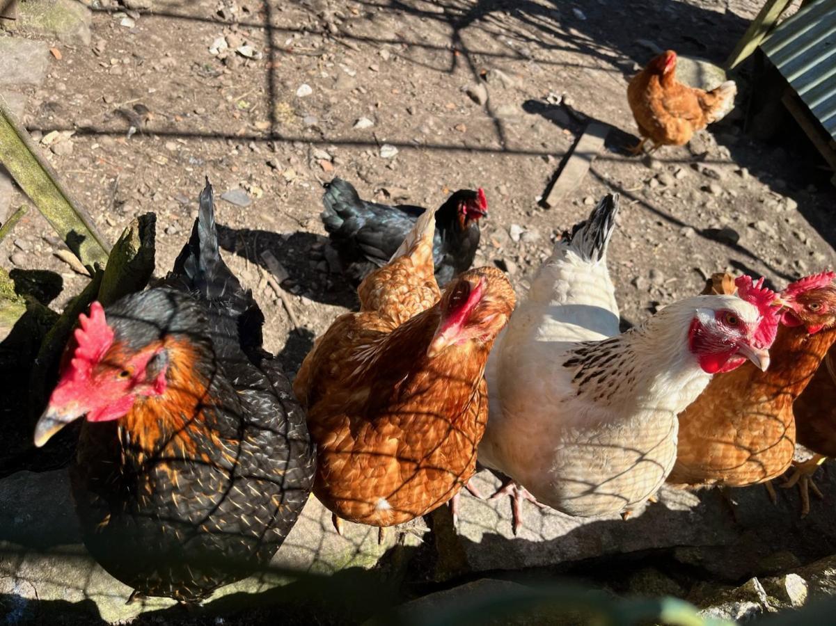 Ferme Des Jonquilles 15P - Billard, Ps4, Salle De Sport Villa Gérardmer Exteriör bild